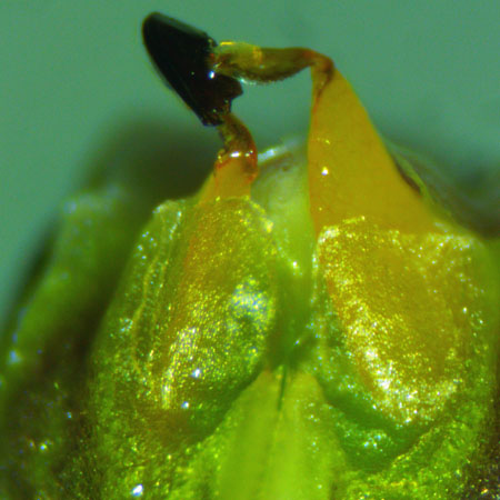 Asclepias syriaca - Common milkweed  - flower structure, pollen sacs in anther pouches