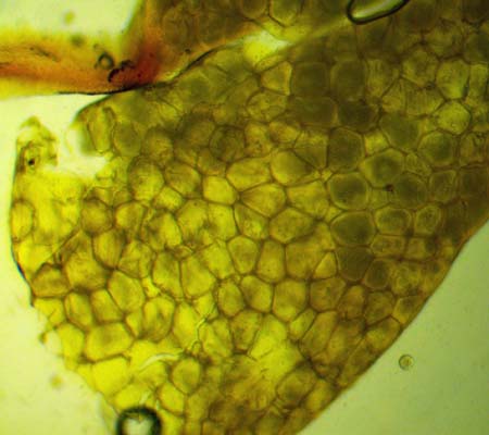 Asclepias syriaca - Common milkweedd pollen in sac