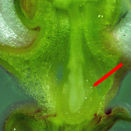 Asclepias syriaca, Common milkweed, flower structure, style, ovary, micrograph