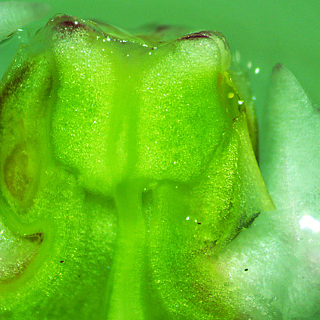 Asclepias syriaca, Common milkweed, flower structure, longetudinal section of gynostegium, micrograph