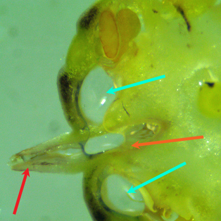 Asclepias syriaca, Common milkweed,flower morphology,  cross section of gynostegium, stigmatic chamber, micrograph