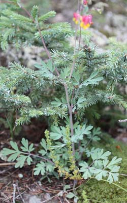 Corydalis semperviren,(Pale Corydalis, Rock-harlequin)