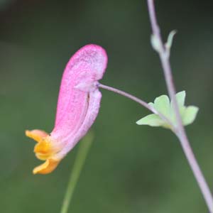 Corydalis semperviren,(Pale Corydalis, Rock-harlequin)