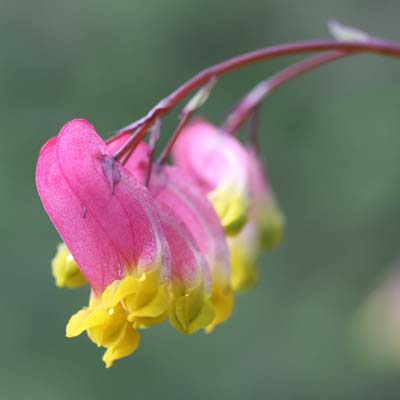 Corydalis semperviren,(Pale Corydalis, Rock-harlequin)