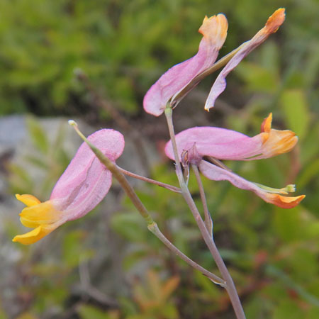 Corydalis sempervirens - Pink Corydalis - inflorescence
