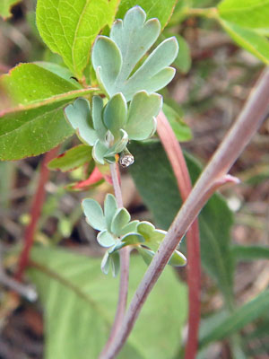 Corydalis sempervirens - Pink Corydalis - leaves