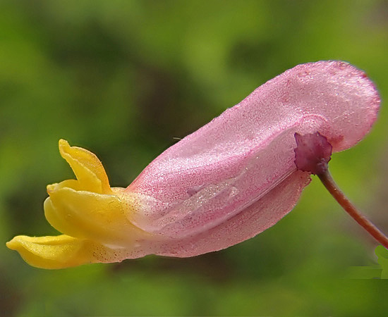 Corydalis sempervirens - Pink Corydalis - flower, petals