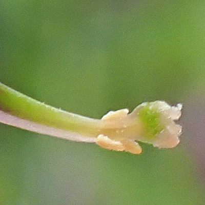 Corydalis sempervirens - Pink Corydalis - flower - anthers, stigma