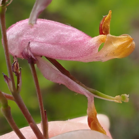 Corydalis sempervirens - Pink Corydalis - flower - anthers, stigma