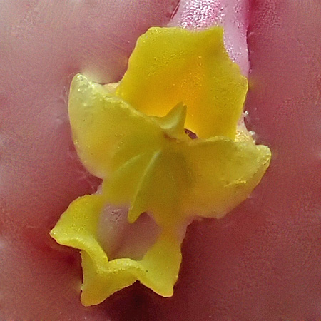 Corydalis sempervirens - Pink Corydalis - flower, petals, yellow tips