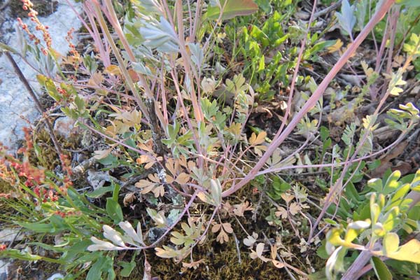 Corydalis sempervirens - Pink Corydalis - leaves