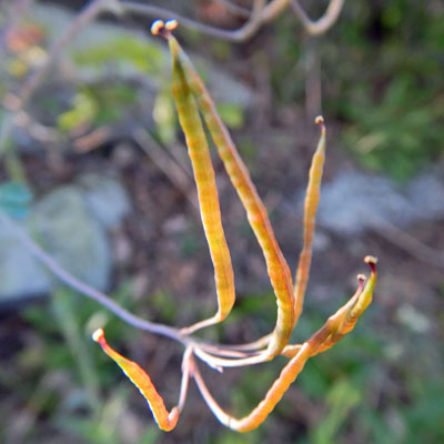 Corydalis sempervirens - Pink Corydalis - fruit