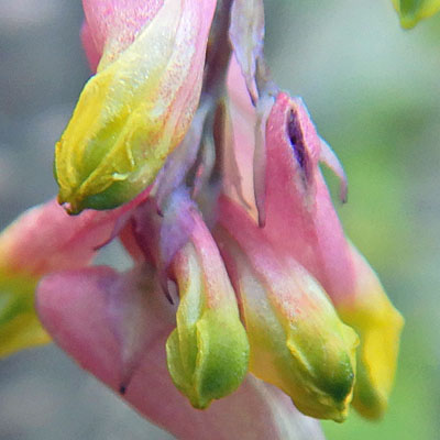Corydalis sempervirens - Pink Corydalis - flower buds