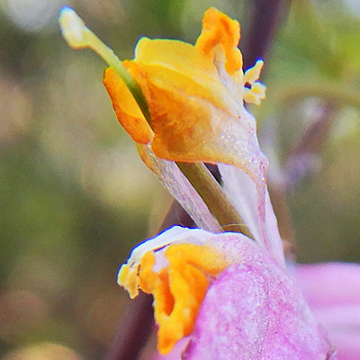 Corydalis sempervirens - Pink Corydalis - flower - anthers, stigma