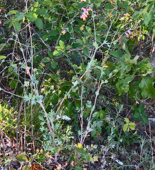 Corydalis sempervirens - Pink Corydalis -plant -habitat 