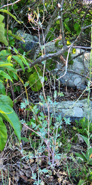 Corydalis sempervirens - Pink Corydalis -plant - habitat 