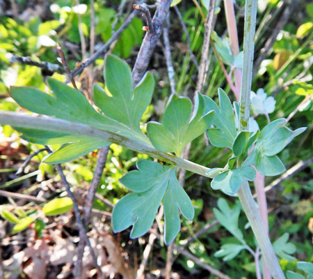 Corydalis sempervirens - Pink Corydalis - leaves