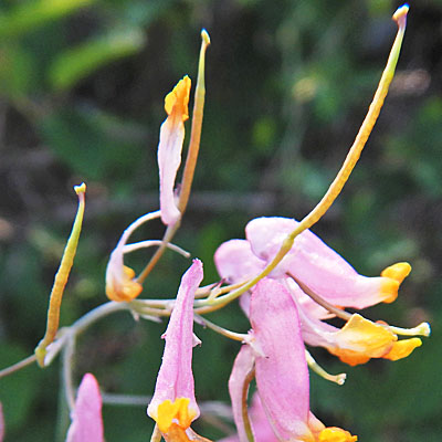 Corydalis sempervirens - Pink Corydalis - fruit