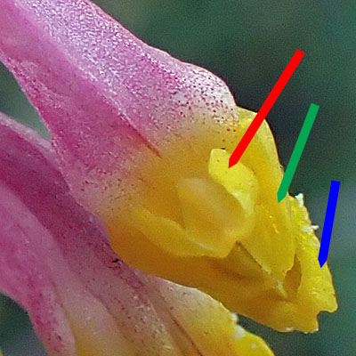 Corydalis sempervirens - Pink Corydalis - flower, petals, yellow tips