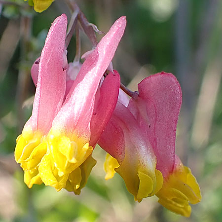 Corydalis sempervirens - Pink Corydalis - inflorescence