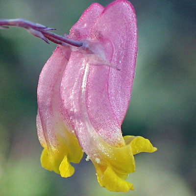 Corydalis sempervirens - Pink Corydalis - flower, petals