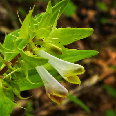 Melampyrum lineare - Narrowleaf Cow Wheat - Flower 