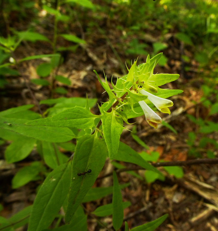 Melampyrum lineare - Narrowleaf Cow Wheat plant