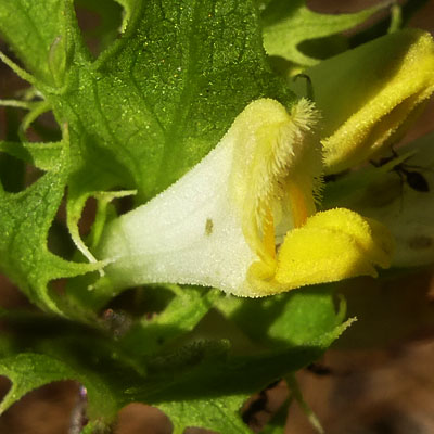 Melampyrum lineare - Narrowleaf Cow Wheat - Flower 