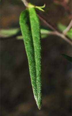 Melampyrum lineare - Narrowleaf Cow Wheat -  lower leaf, linear