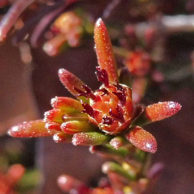 Corema conradii, Broom Crowberry - Female Flower cluster, infloresence