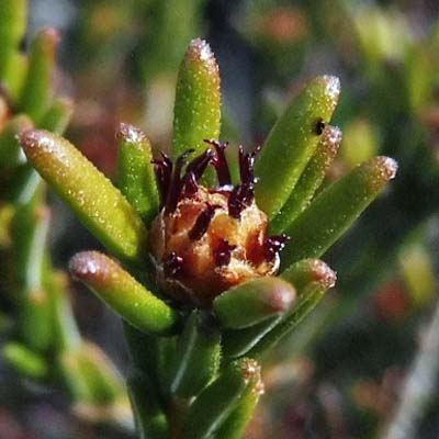 Corema conradii, Broom Crowberry -  Female Flower cluster