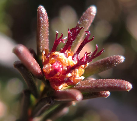 Corema conradii, Broom Crowberry -  Female Flower cluster