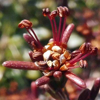 Corema conradii, Broom Crowberry -  Male Flower cluster