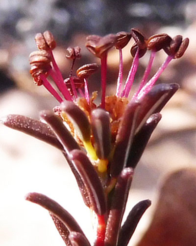 Corema conradii, Broom Crowberry - Male Flower cluster, infloresence