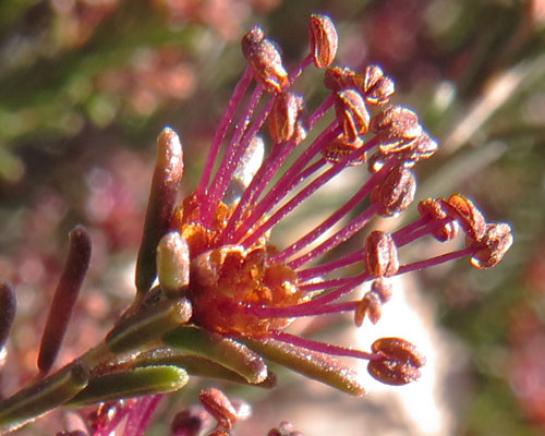 Corema conradii, Broom Crowberry -  Male Flower cluster