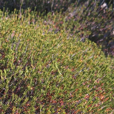 Corema conradii, Broom Crowberry -  plant