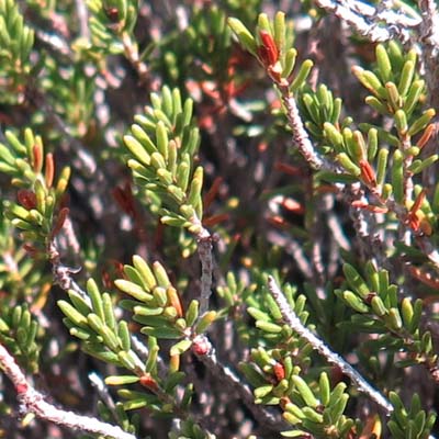 Corema conradii, Broom Crowberry -  leaves