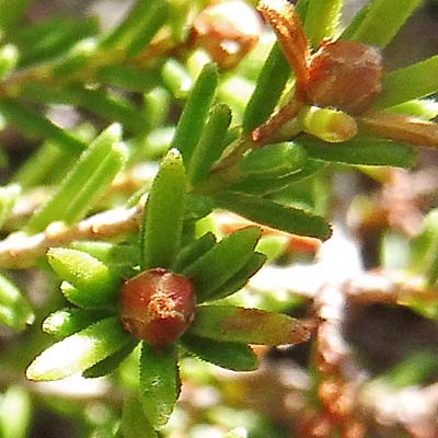 Corema conradii, Broom Crowberry -  flower bud