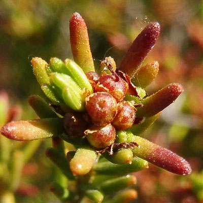 Corema conradii, Broom Crowberry - Female Flower cluster, fruit