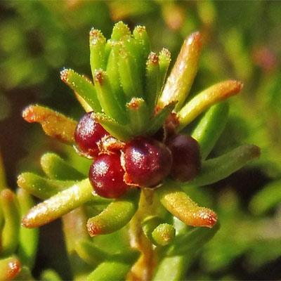 Corema conradii, Broom Crowberry -  Female Flower cluster, fruit