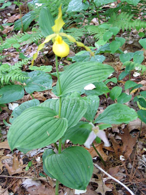 Cypripedium calceolus variety pubescens( Yellow Lady's Slipper )