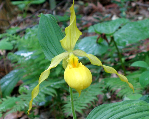 Cypripedium calceolus variety pubescens( Yellow Lady's Slipper )