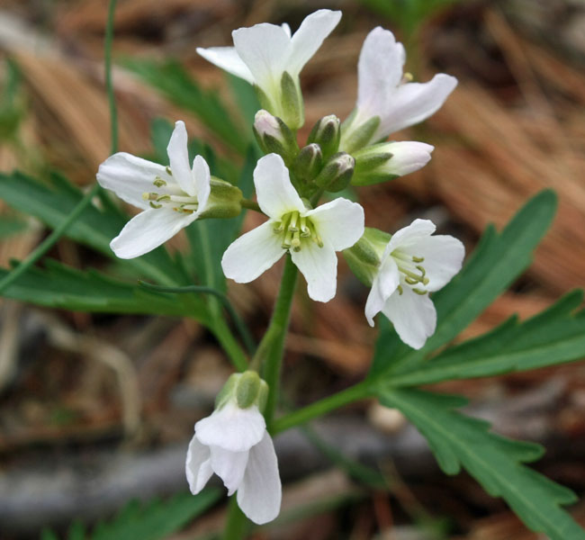 Cardamine concatenata - cutleaf toothwort - inflorescence