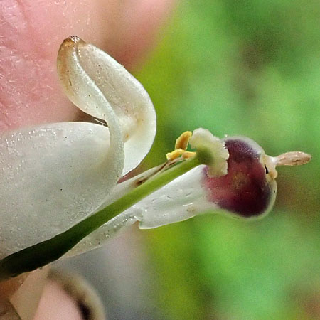 Dicentra canadensis - Squirrel Corn  - flower, stigma, anthers