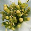 <i>Cornus florida</i> ( Flowering Dogwood ) - The botanical flowers are the yellow-green structures in the center.