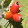 <i>Cornus florida</i> ( Flowering Dogwood ) - The red fruits (drupes) are oblong and form in tight clusters 