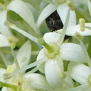 Cornus racemosa - Gray Dogwood - Flowers