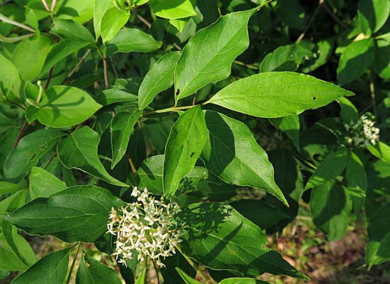 Cornus racemosa - Gray Dogwood 