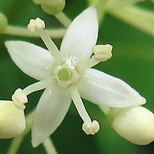 Cornus racemosa - Gray Dogwood - Flowers