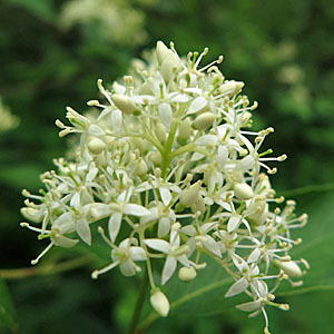 Cornus racemosa - Gray Dogwood - Flower, side view , cone shaped